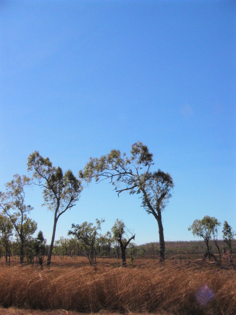 Barunga Puts Music, Sport and Local Leadership on the Same Program