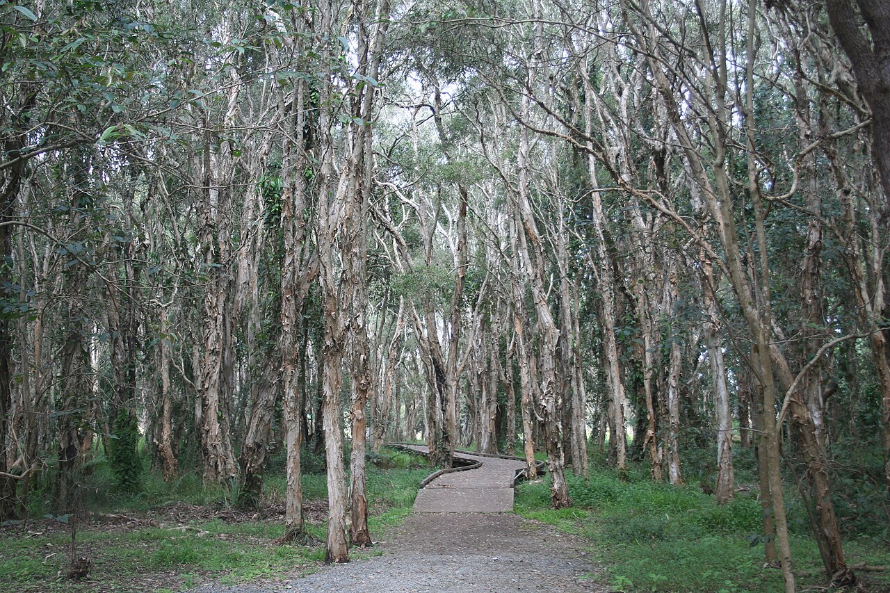 Nudgee Waterholes Shows Ranger Work Close to Brisbane