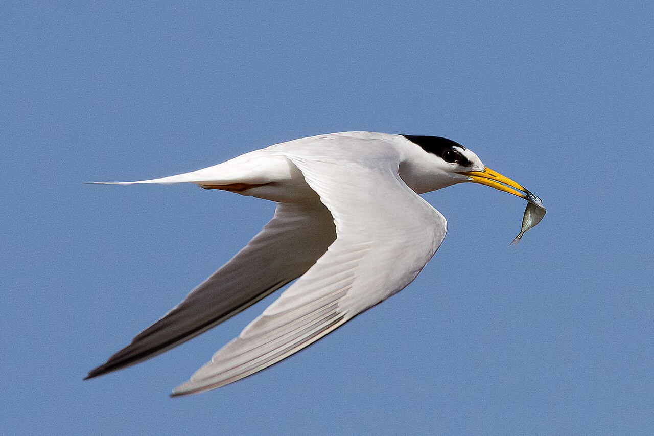 Warul Kawa’s Bird Habitat Is the Focus of a Local-Led Project