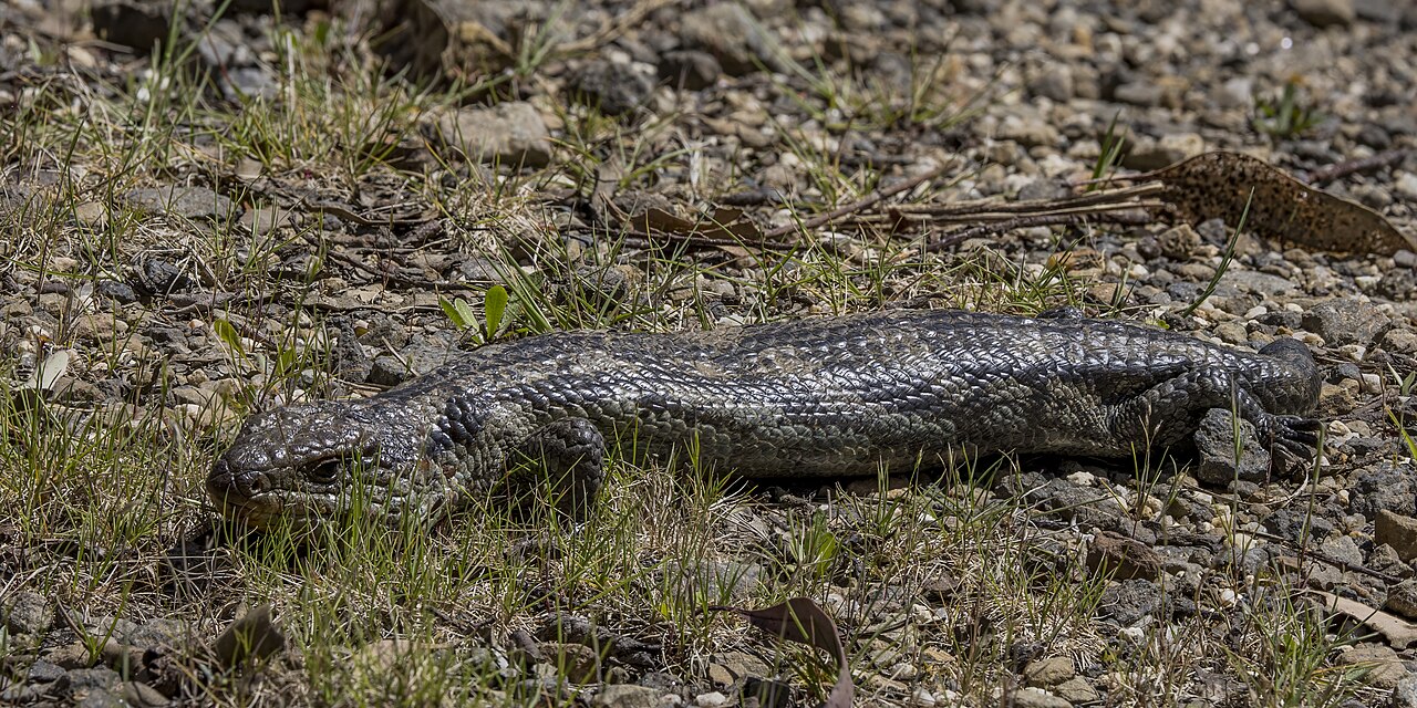 A childhood reptile book becomes a language story