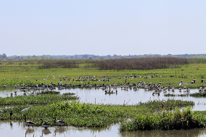 Gurruwiling Rangers protect a living wetland landscape